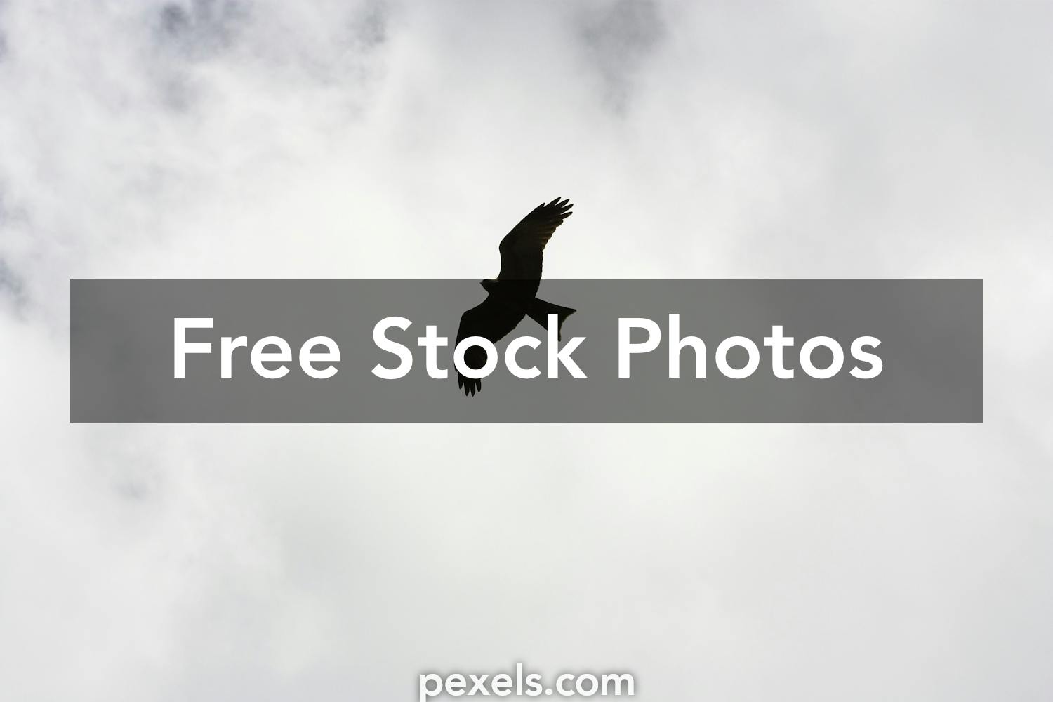Bird Flying Photos, Download The BEST Free Bird Flying Stock Photos ...