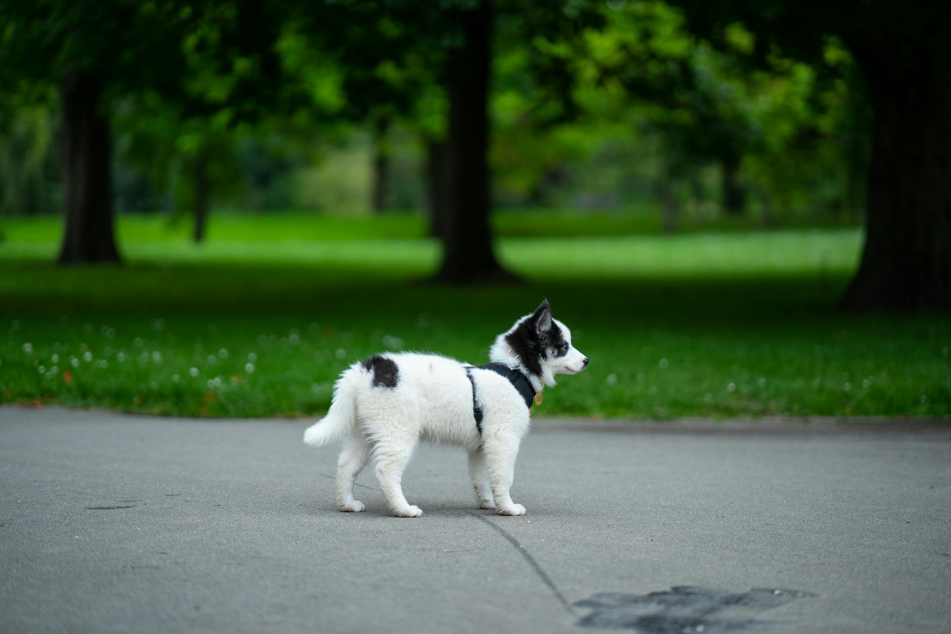 Puppy staat op betonnen grond