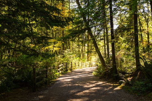 Immagine gratuita di alberi, foresta, luce del sole