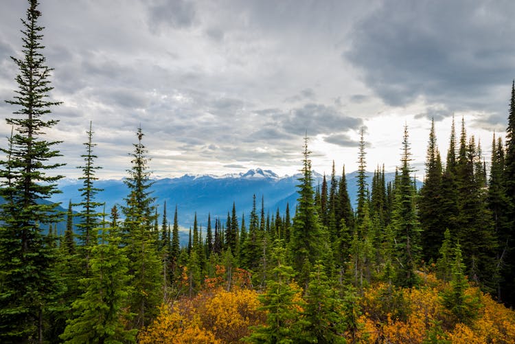 Coniferous Treetops In Autumn