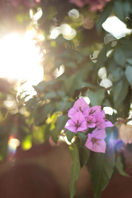 Free A close-up of pink bougainvillea flowers with sunlight filtering through leaves. Stock Photo