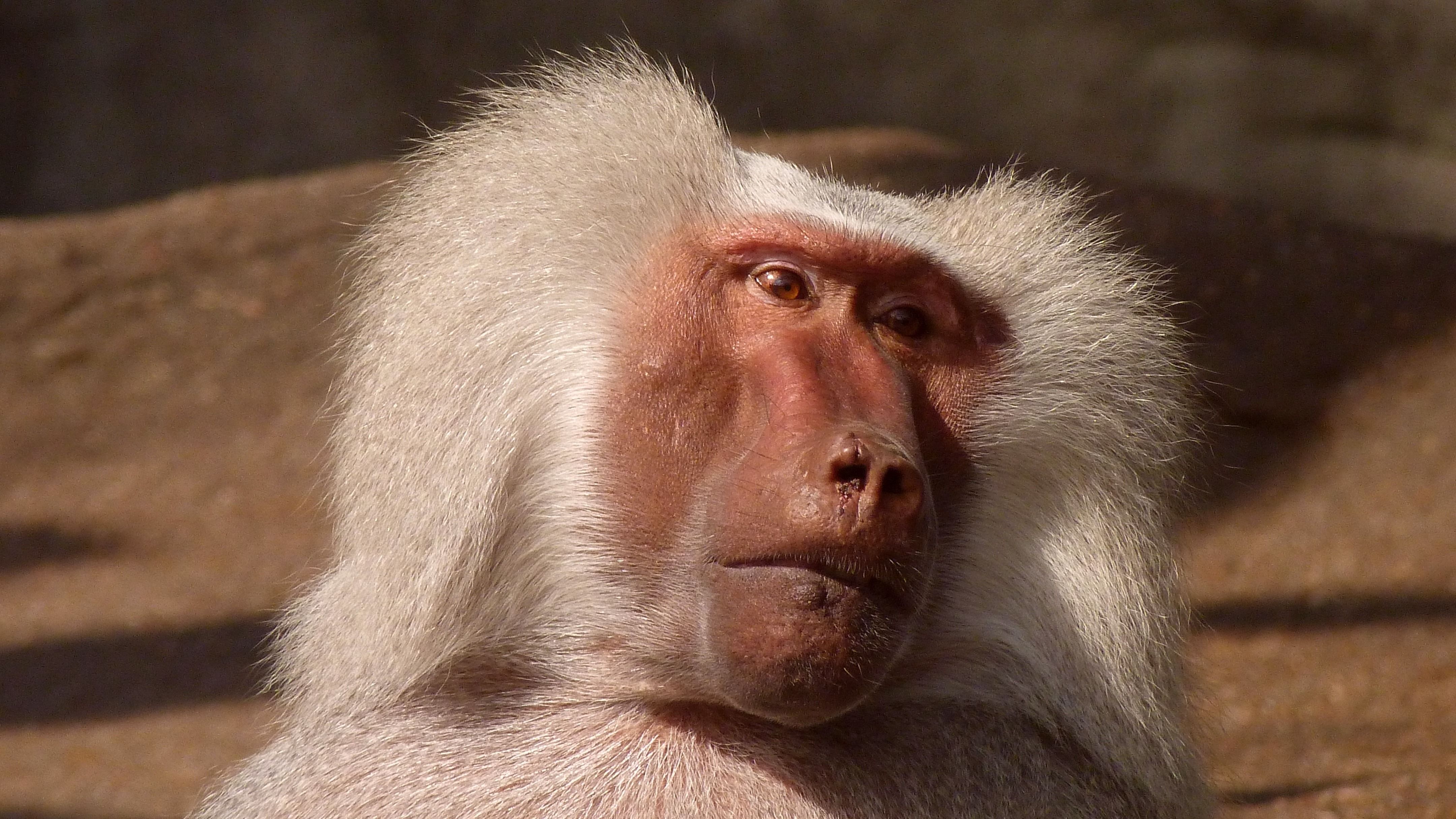 foto-profissional-gratuita-de-animais-selvagens-animal-babu-no