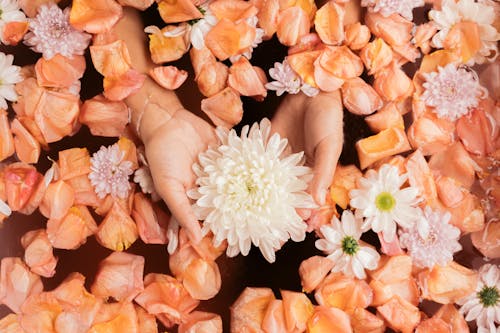 Close-up of a Woman Holding a Chrysanthemum Flower Head Among Orange Petals 