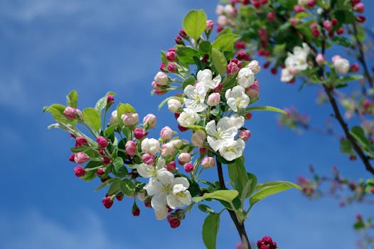 White Flowers on Black Tree Branch Under Sky during Daytime