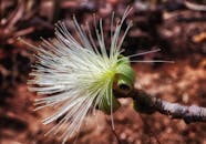 自然环境中，一朵独特的白色野花特写镜头，花瓣精致，花粉清晰可见