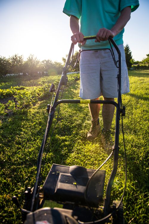 Free Man mowing lawn with push mower on a sunny day, vibrant green grass. Stock Photo