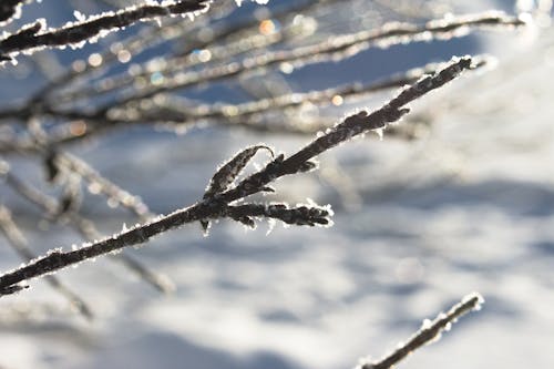 光, 冬季, 冬季仙境 的 免费素材图片