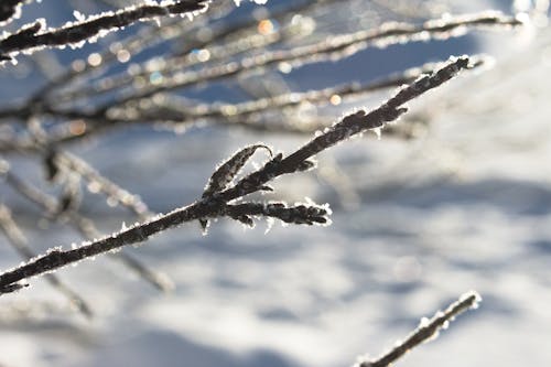 Kostnadsfri bild av bladlösa, buske, frost