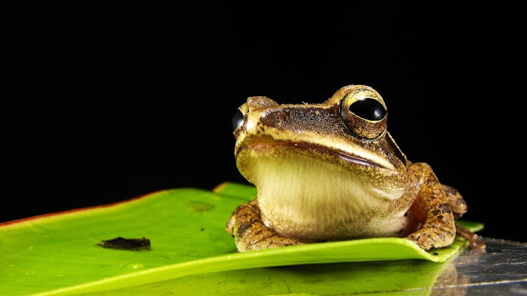 Brown And Gray Frog On Green Leaf