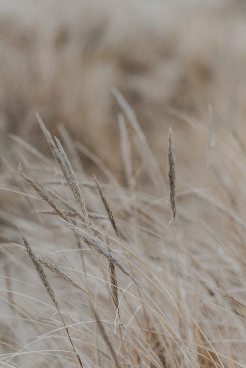 Rye · Free Stock Photo