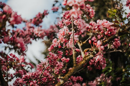 Pink Cherry Blossoms in Close-up Photography