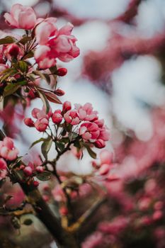 A close-up of vibrant pink flowers blooming on a tree branch, capturing the essence of spring.