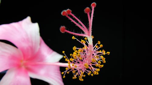 Fotografia Z Bliska Różowy Kwiat Hibiskusa
