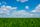 grass field