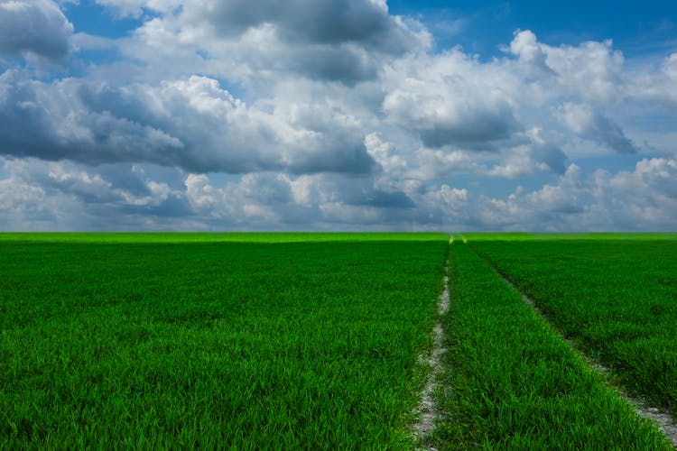 Traces On Grass Field