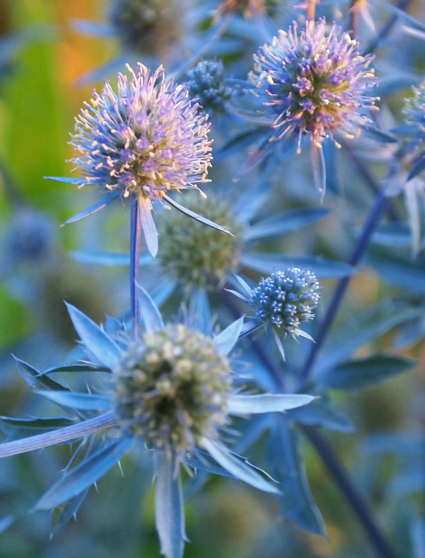 Free stock photo of blue, flower, grow