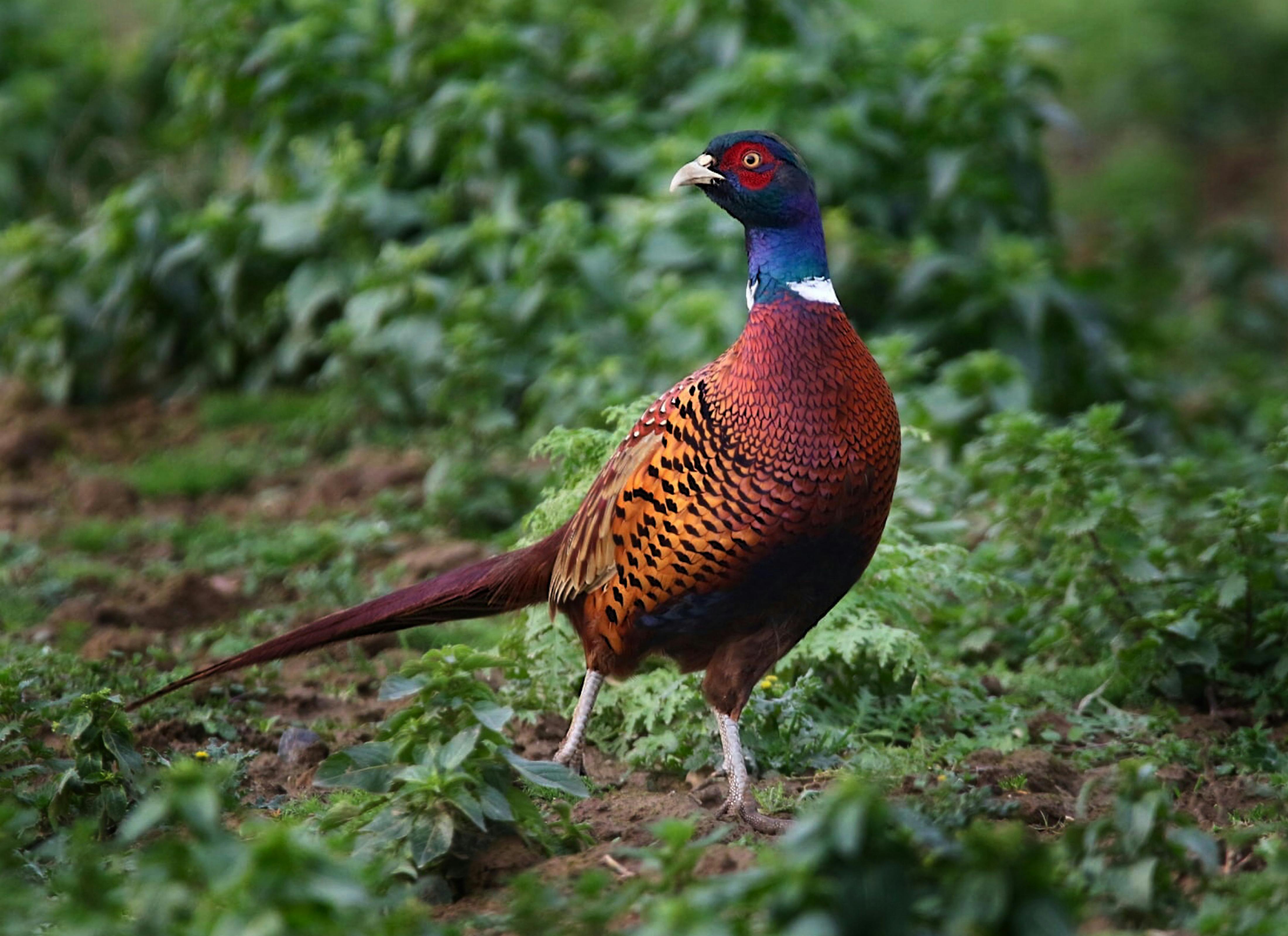 Graceful Pair--Ring-necked Pheasants, edition 158/950