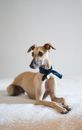 Greyhound dog lying with paws extended forward on blurred light background while gazing