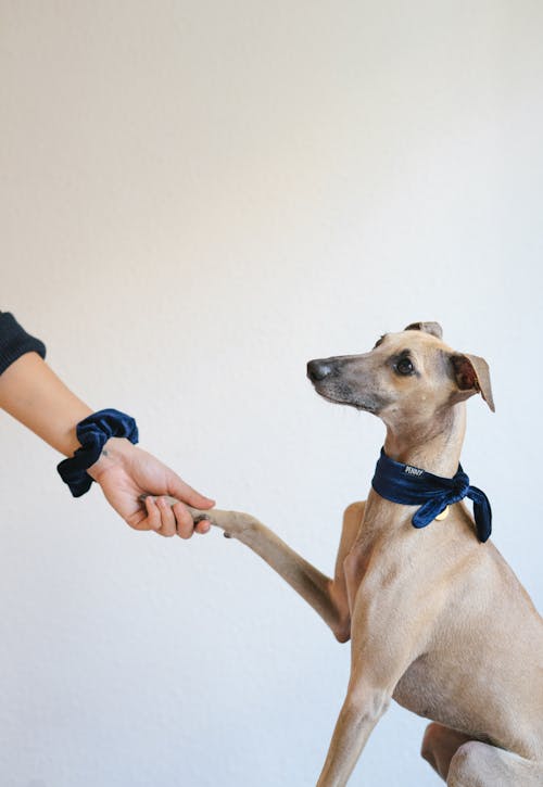 Free Side view of greyhound dog sitting and giving paw to anonymous owner on grey background Stock Photo