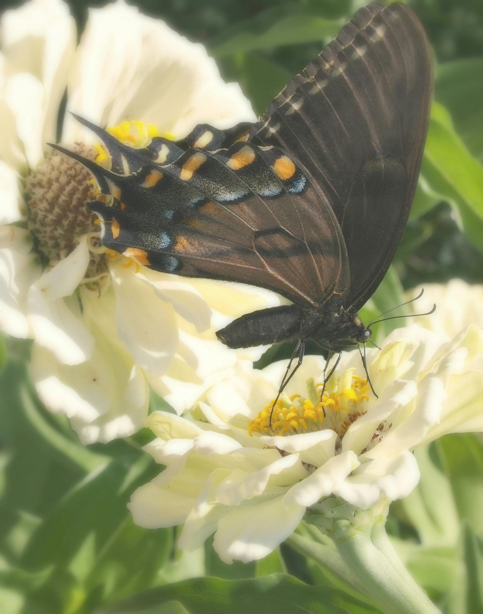 Free stock photo of beautiful flowers, butterflies, butterfly