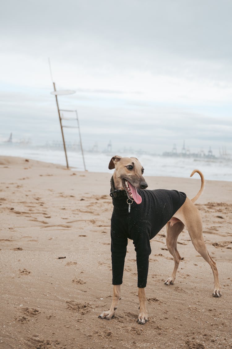 Greyhound In Dog Clothes Standing On Beach