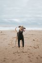 Brown greyhound dog dressed in dark jacket standing on sand coast wagging tail and looking away
