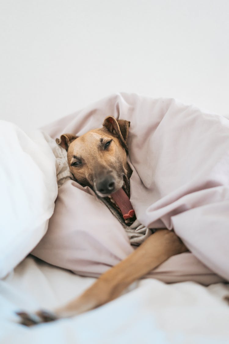 Dog Yawning In A Bed Covered In A Duvet