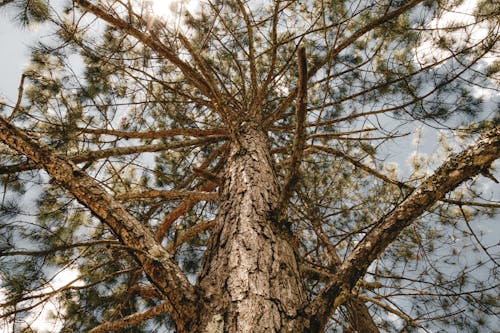 Tall pine tree with rough bark