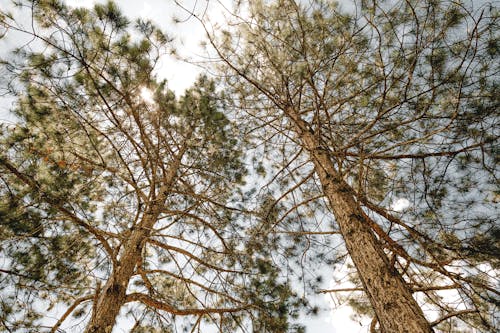 From below of coniferous trees with verdant needles under cloudy blue sky in summer