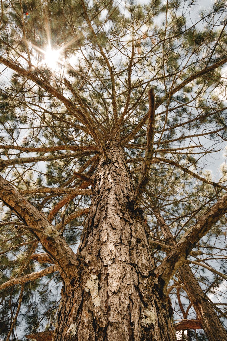 Tall Pine Tree With Thick Branches