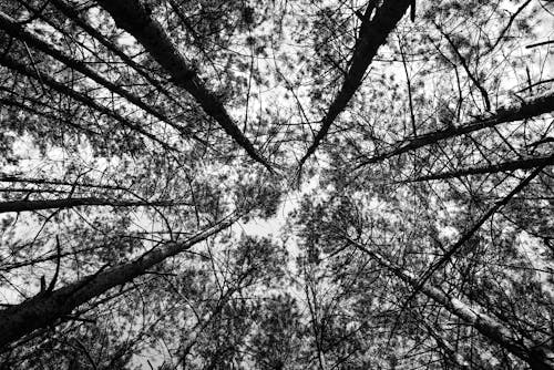 Free Low Angle Shot of Trees Stock Photo