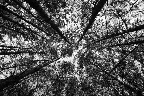 Free Black and white view looking up at the pine trees' canopy in the forest. Stock Photo