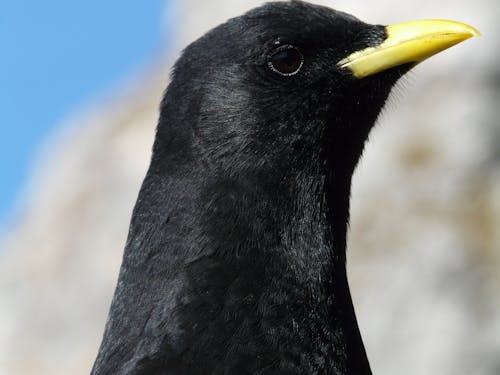 Gratis Fotografía De Enfoque De Pájaro Negro Foto de stock