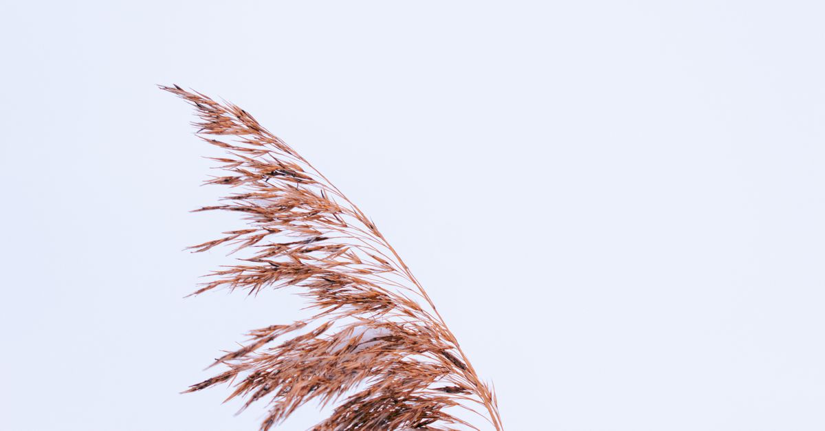 A Brown Reed Flower in White Background · Free Stock Photo