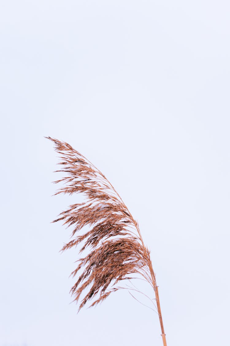 A Brown Reed Flower In White Background