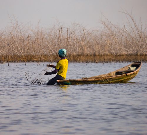 Free A fisherman casts a net in Ganvié, Benin, showcasing traditional fishing techniques. Stock Photo