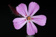 用微距镜头拍摄的粉红色花朵特写