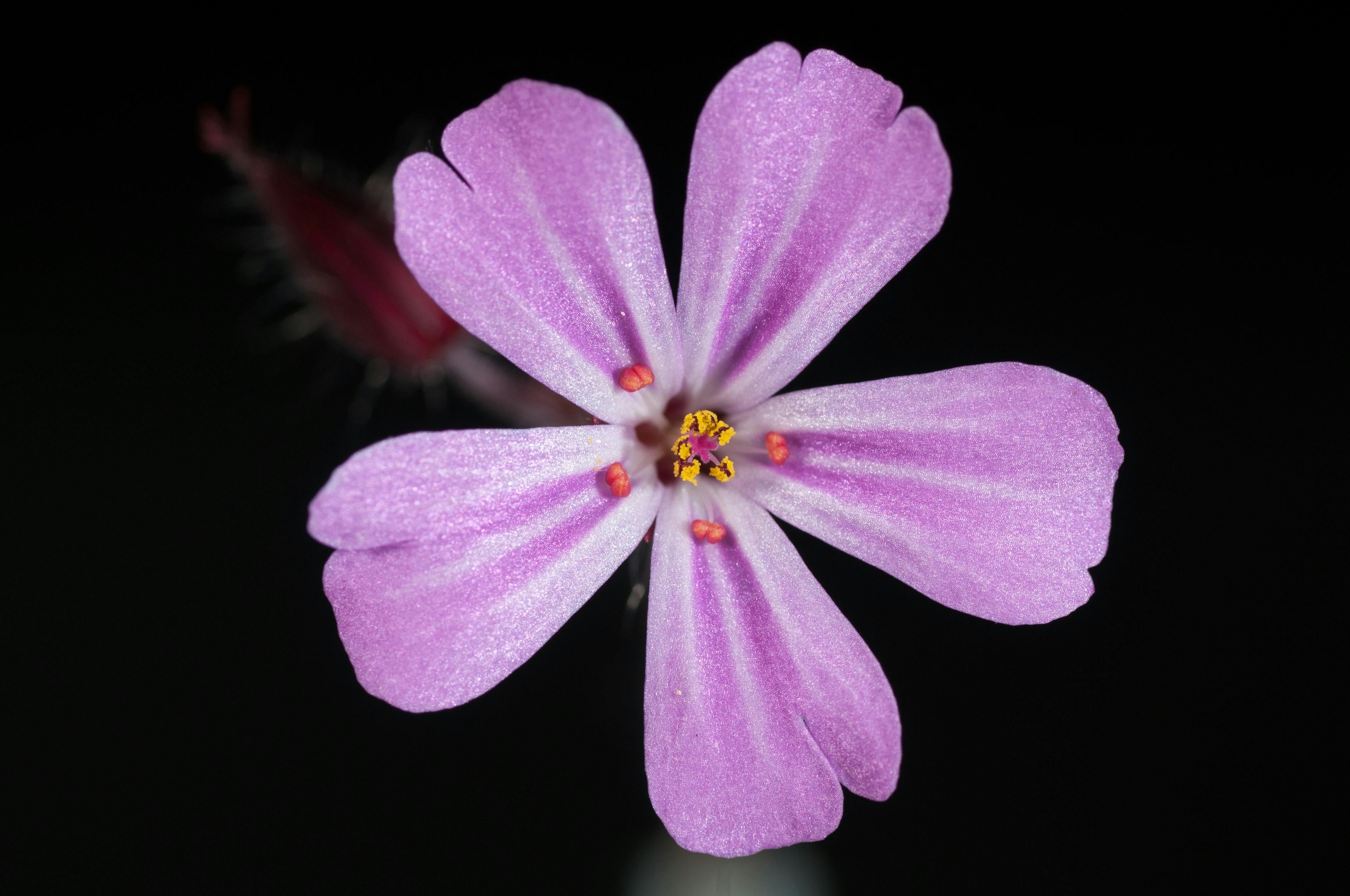 purple-5-petal-flower-free-stock-photo