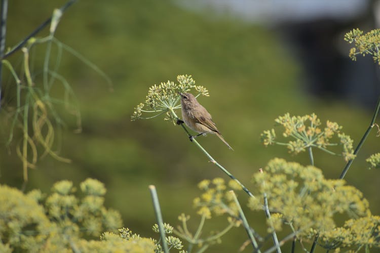 Sparrow Perching On Dill Flower