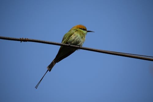 Bird perched on a Twig 