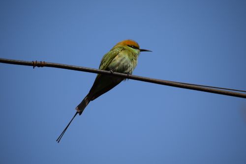 Free A colorful green bee-eater bird perched on a wire against a clear blue sky. Stock Photo