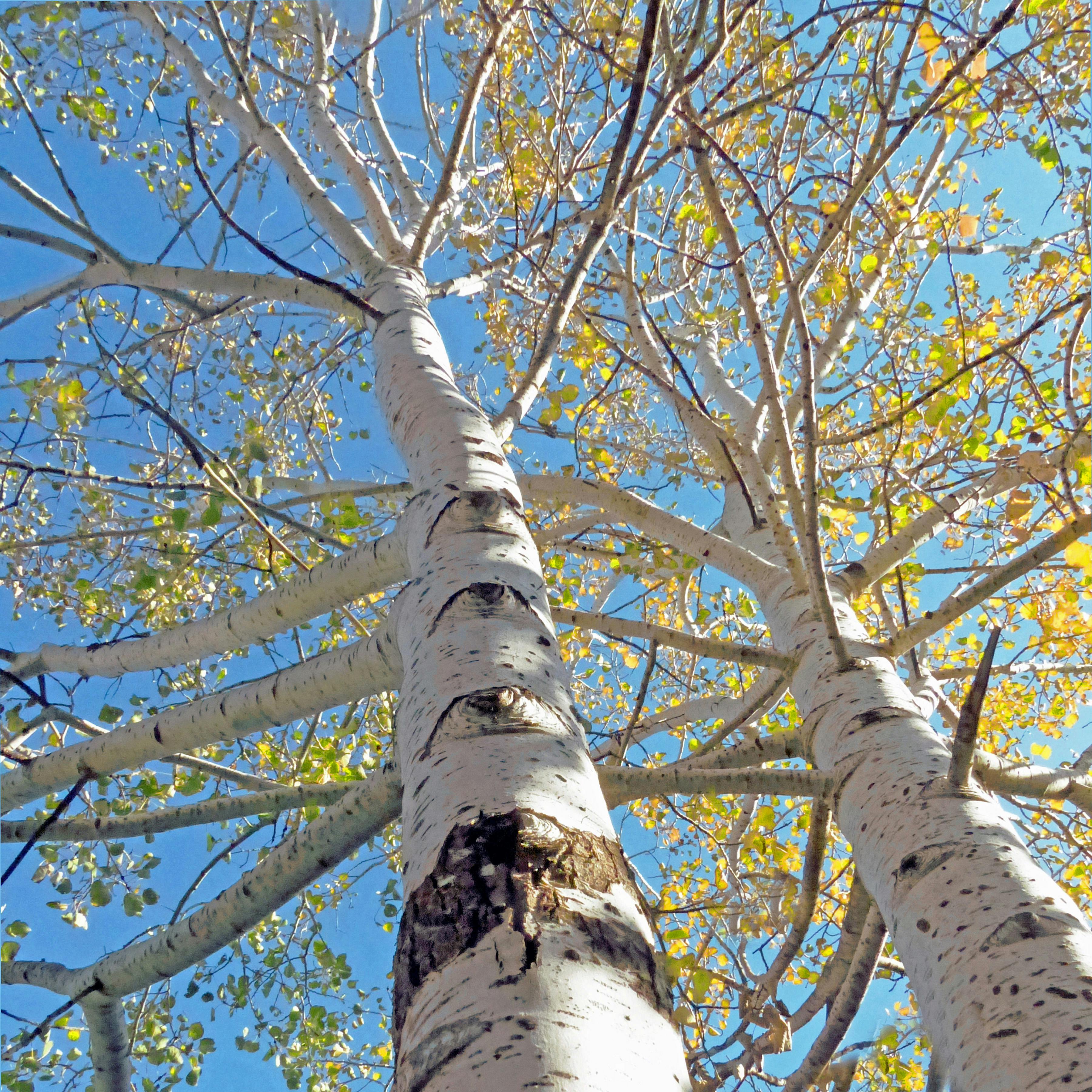 Free stock photo of aspens, trees