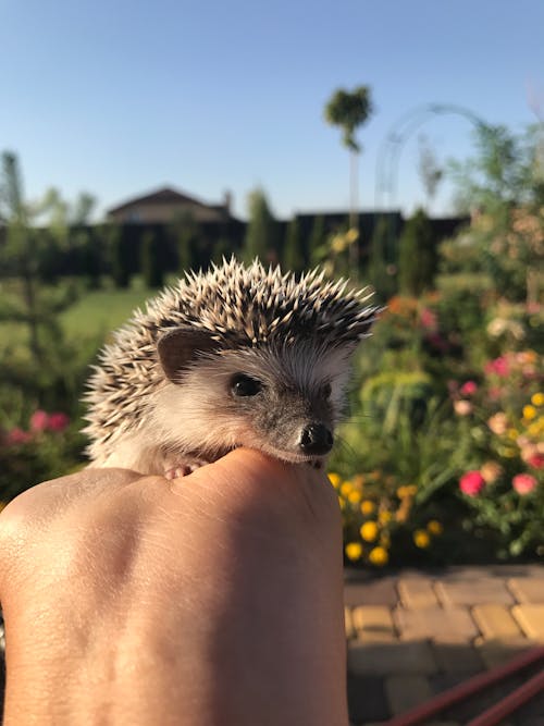 Free A Person Holding a Hedgehog  Stock Photo