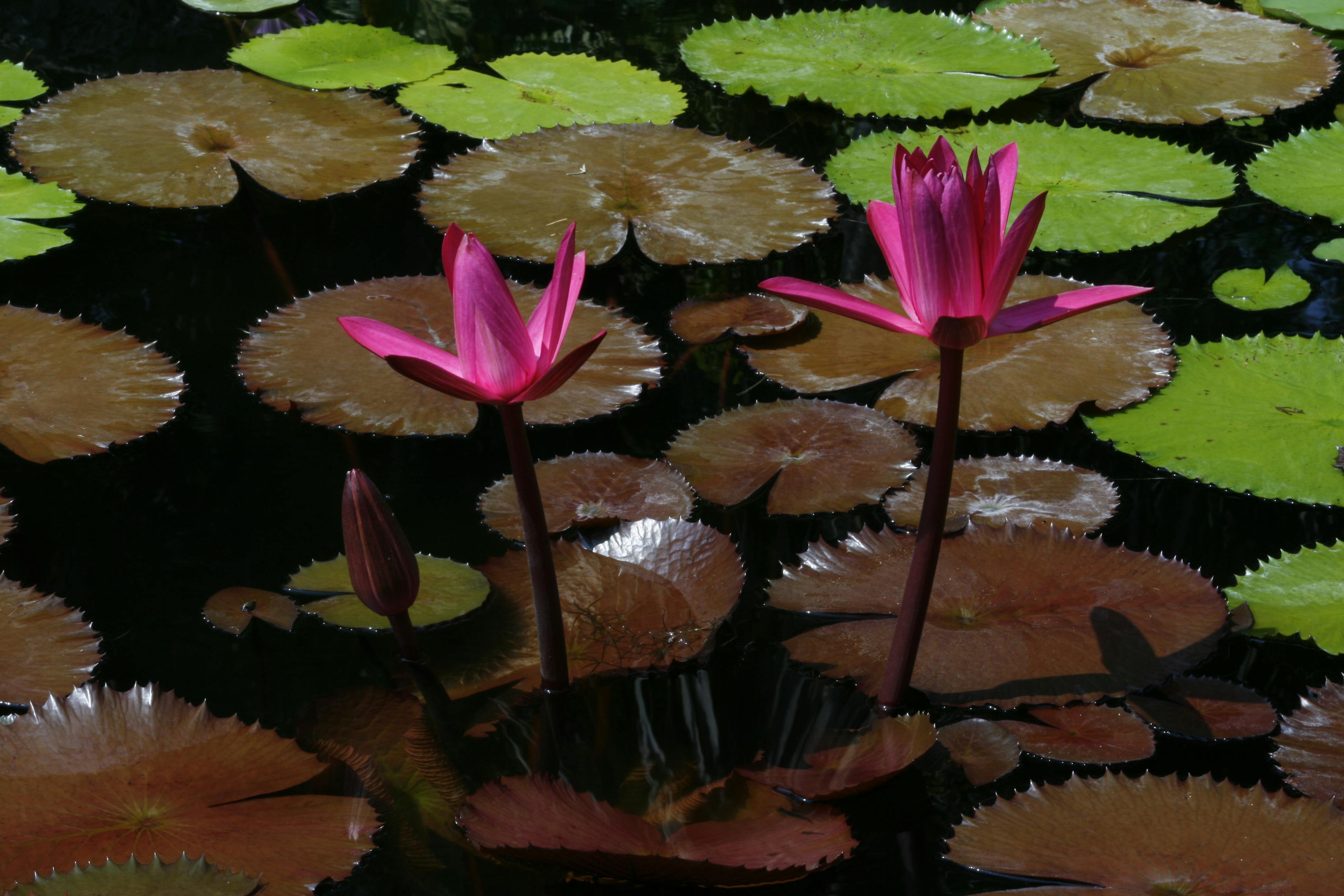 Photo Gratuite De Fleur De Lotus