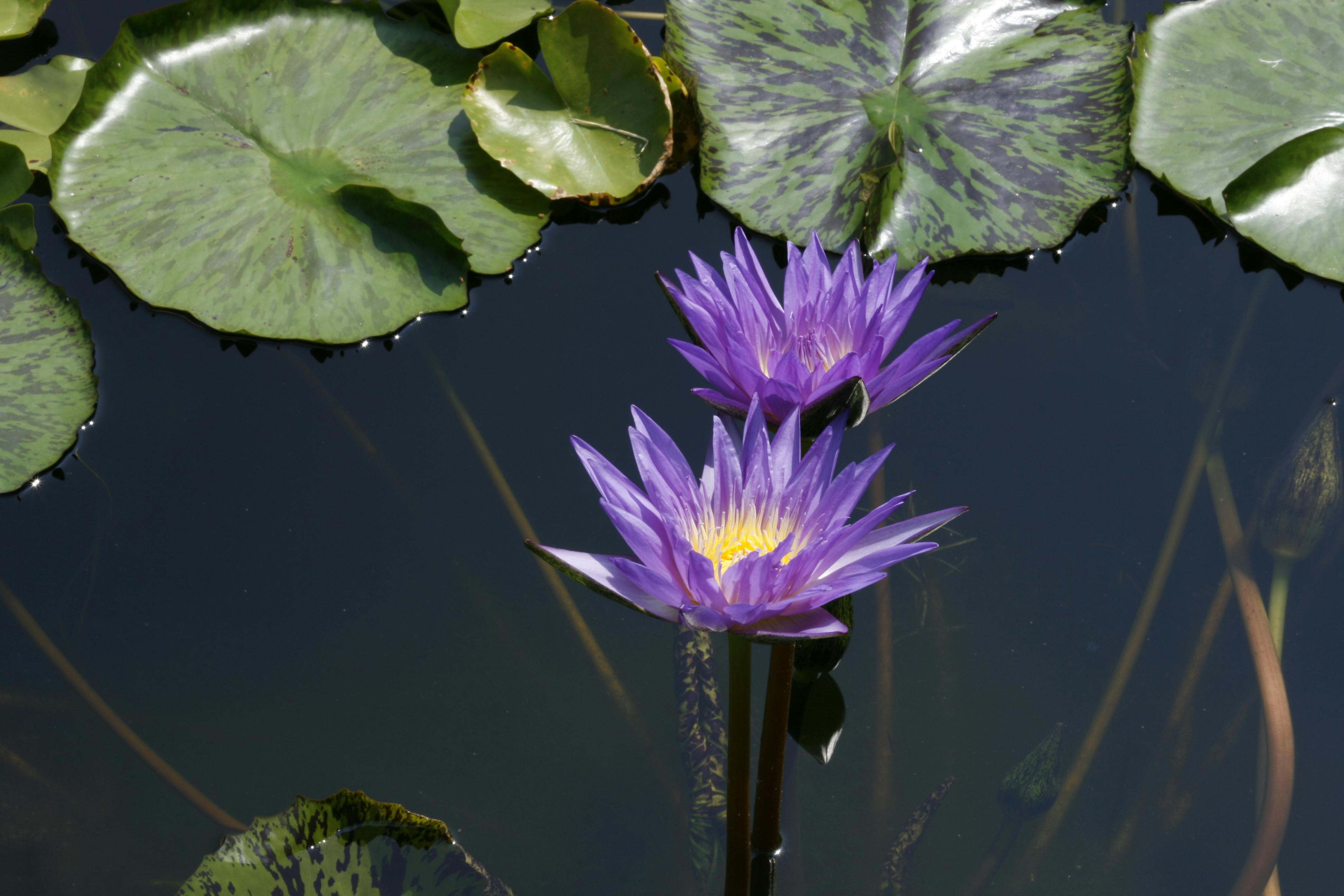 Free stock photo of lotus