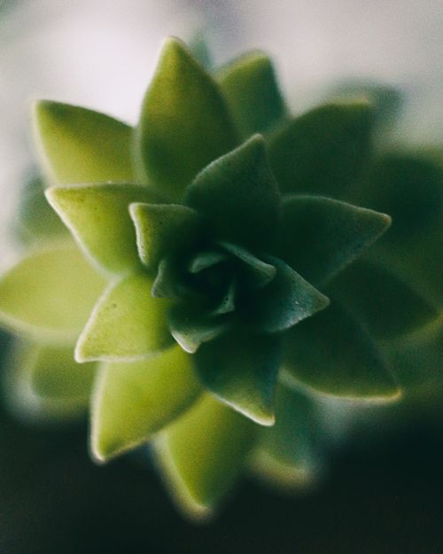 Free A detailed view of a green succulent plant showcasing its leaf pattern and texture. Stock Photo