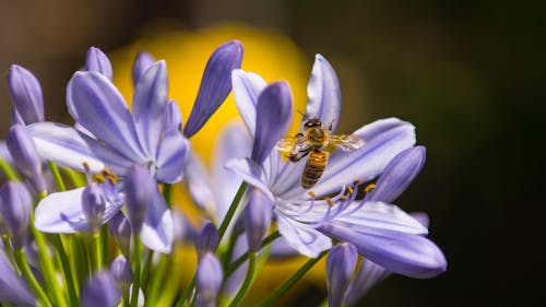 무료 보라색 꽃잎 꽃에 검정색과 노란색 꿀벌 스톡 사진