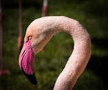 这张火烈鸟的优雅特写，展现了其独特的头部曲线与鲜艳的色彩