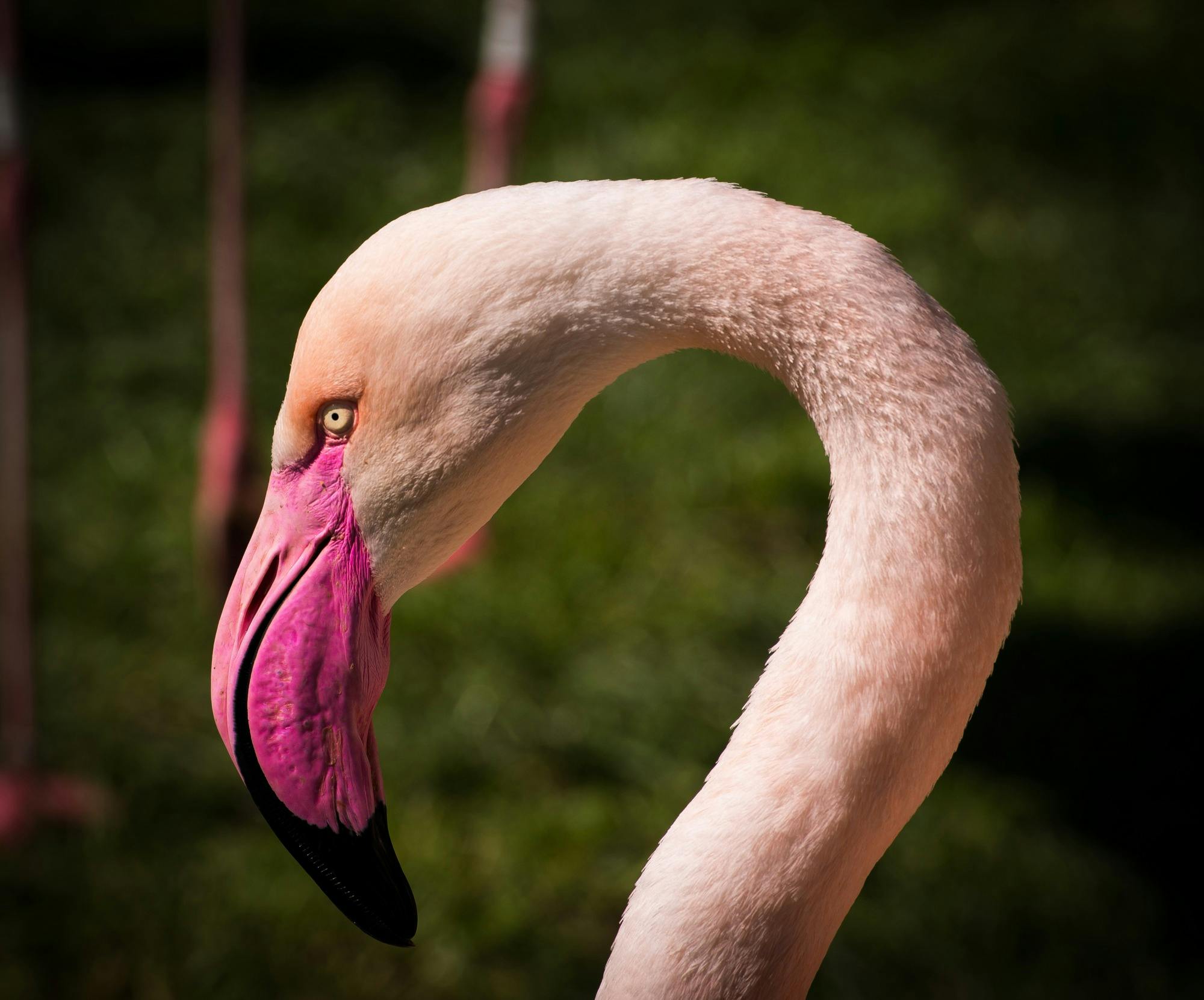 Gambar Hewan Burung Flamingo  Gambar Hewan