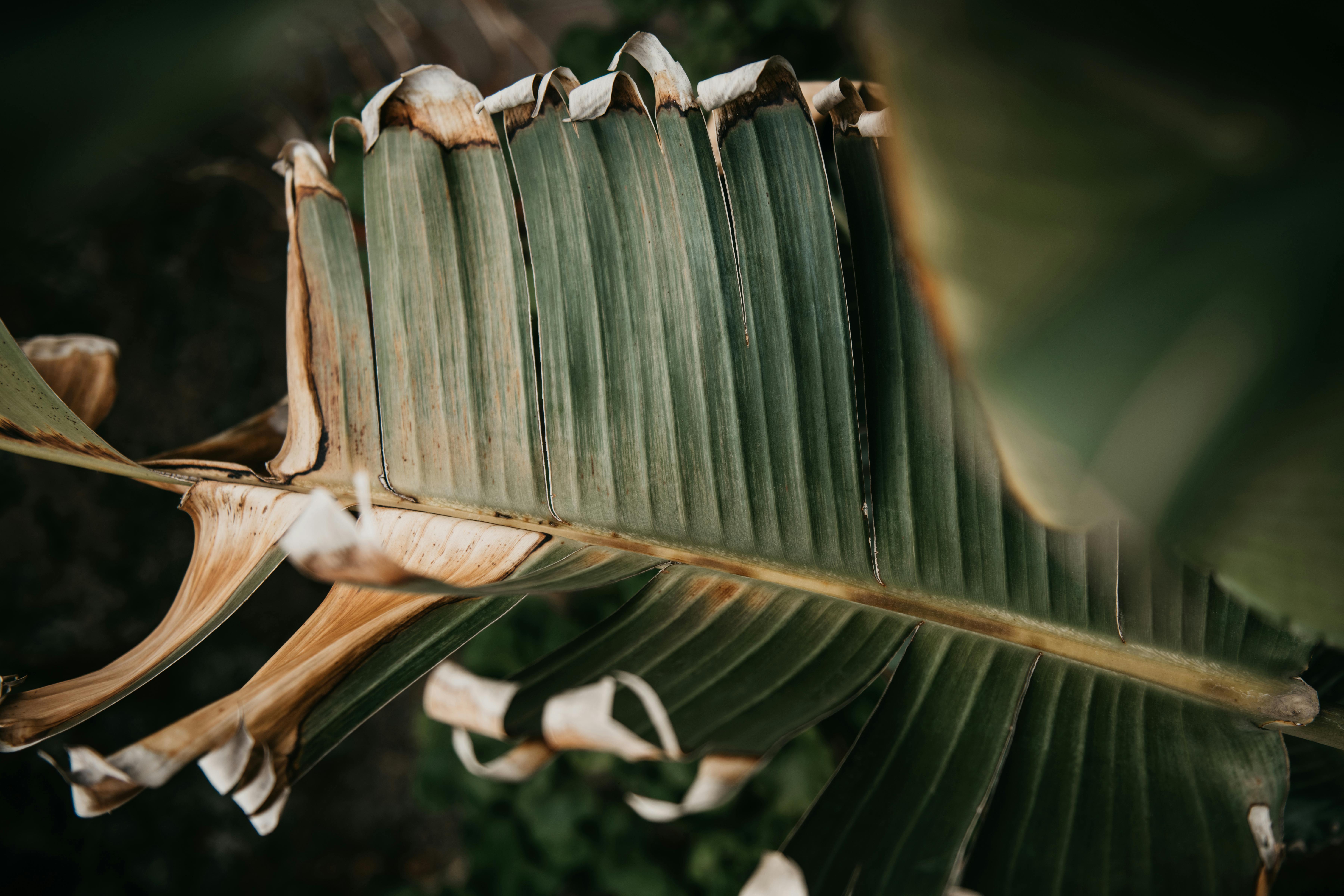 Prayer plant with brown, crispy edges due to low humidity - best humidity for indoor plants